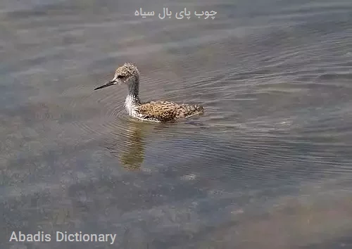 چوب پای بال سیاه